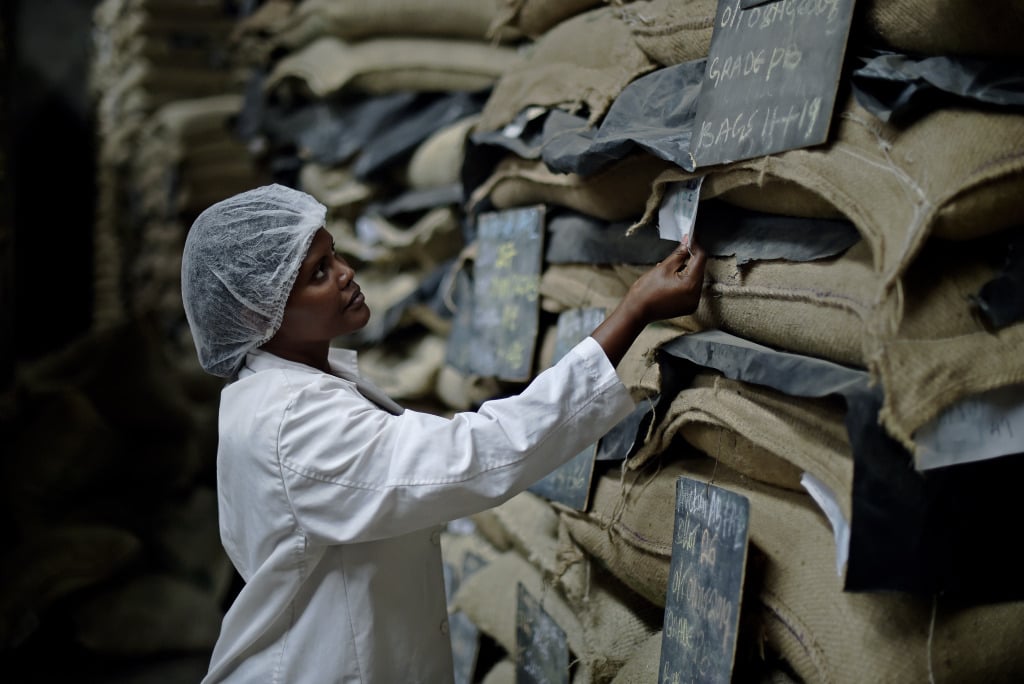 An African woman worker checks bags of coffee.
