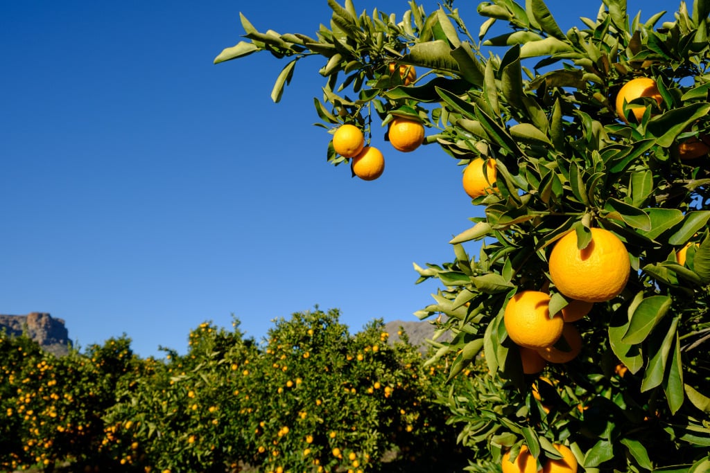 Oranges on trees in a citrus orchard in South Africa.