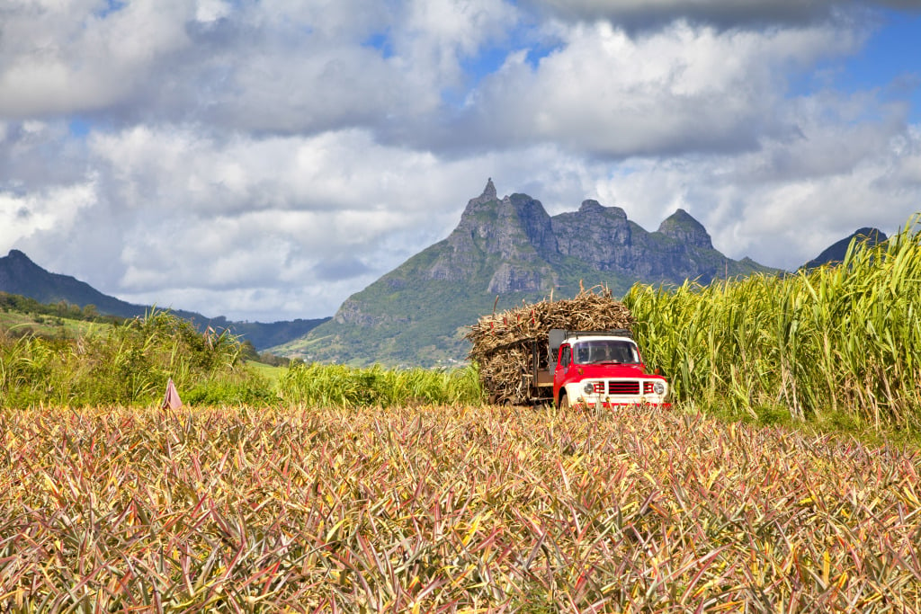 A red truck drives through fields of pineapples and sugar cane with mountains in the background in Mauritius.