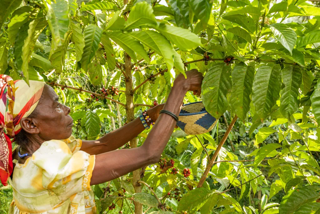 A Ugandan woman picks coffee beans from a tree.