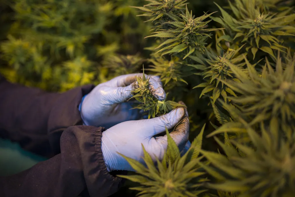 Gloved hands pick cannabis plants.