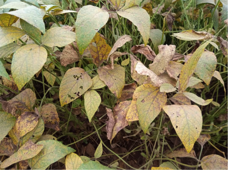 Leaf yellowing on soybean caused by rust fungus.