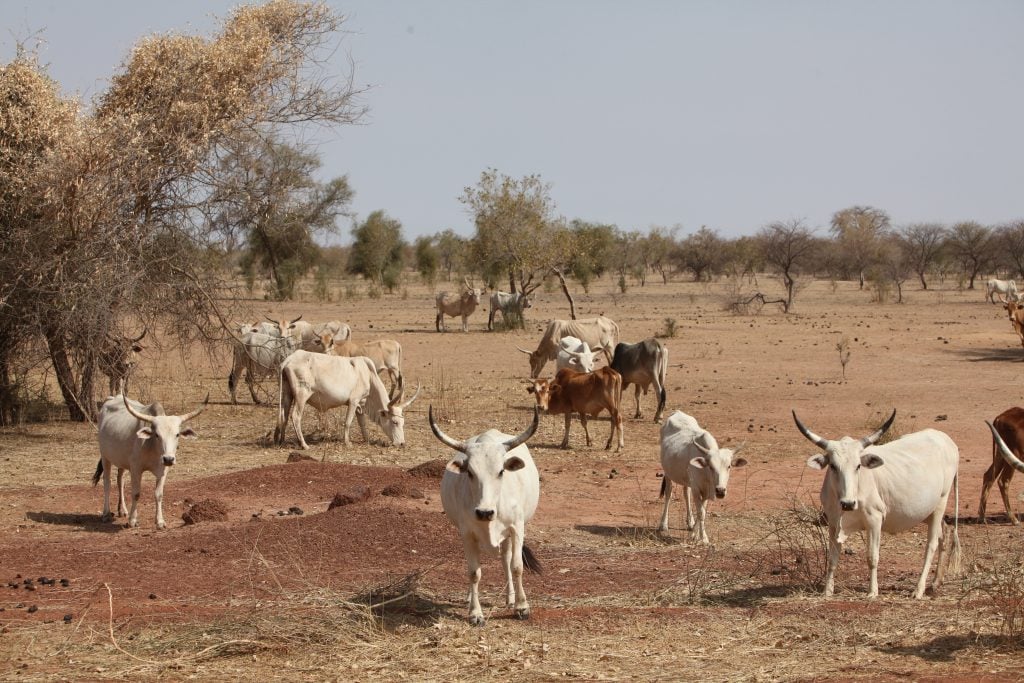 Cattle grazing in arid landscape.