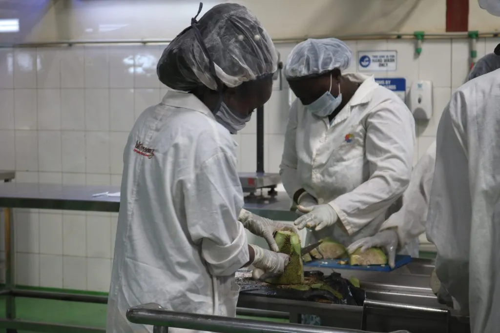 Ugandan women process jackfruit.