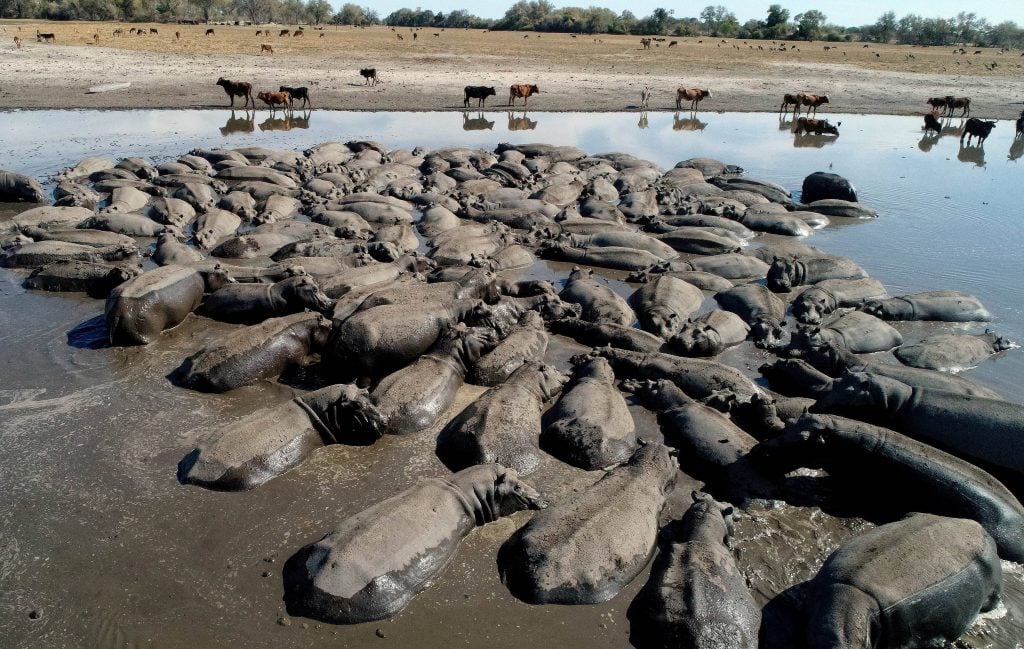 Monetising biodiversity: can Botswana go beyond tourism?