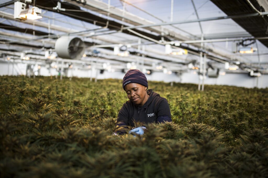 Can Africa become a multi-billion dollar cannabis market?