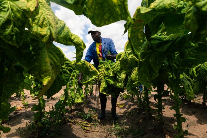 tobacco planting season in zimbabwe Climate change threatens success of Zimbabwe's big earner