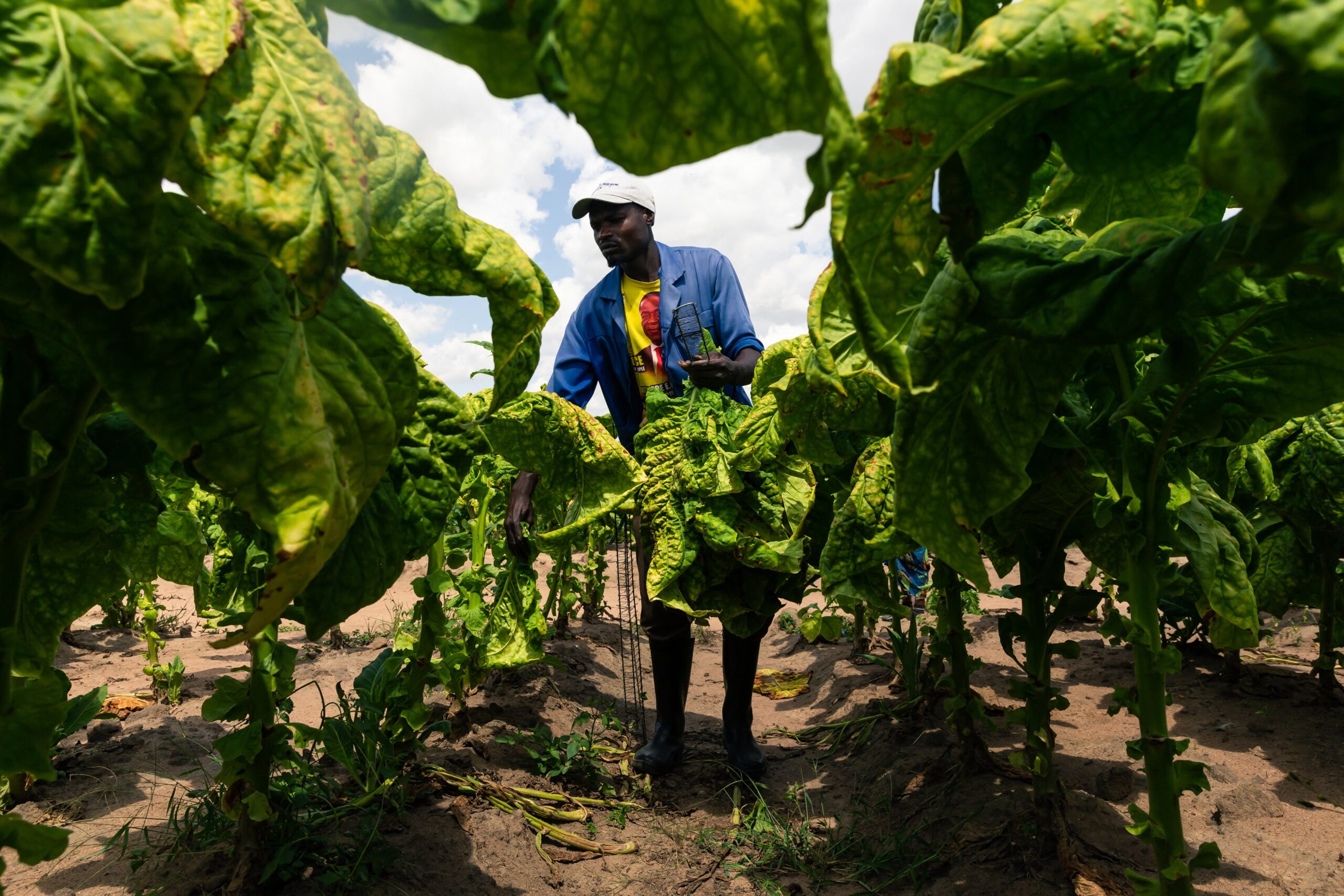 climate change tobacco Climate change threatens success of Zimbabwe's big earner