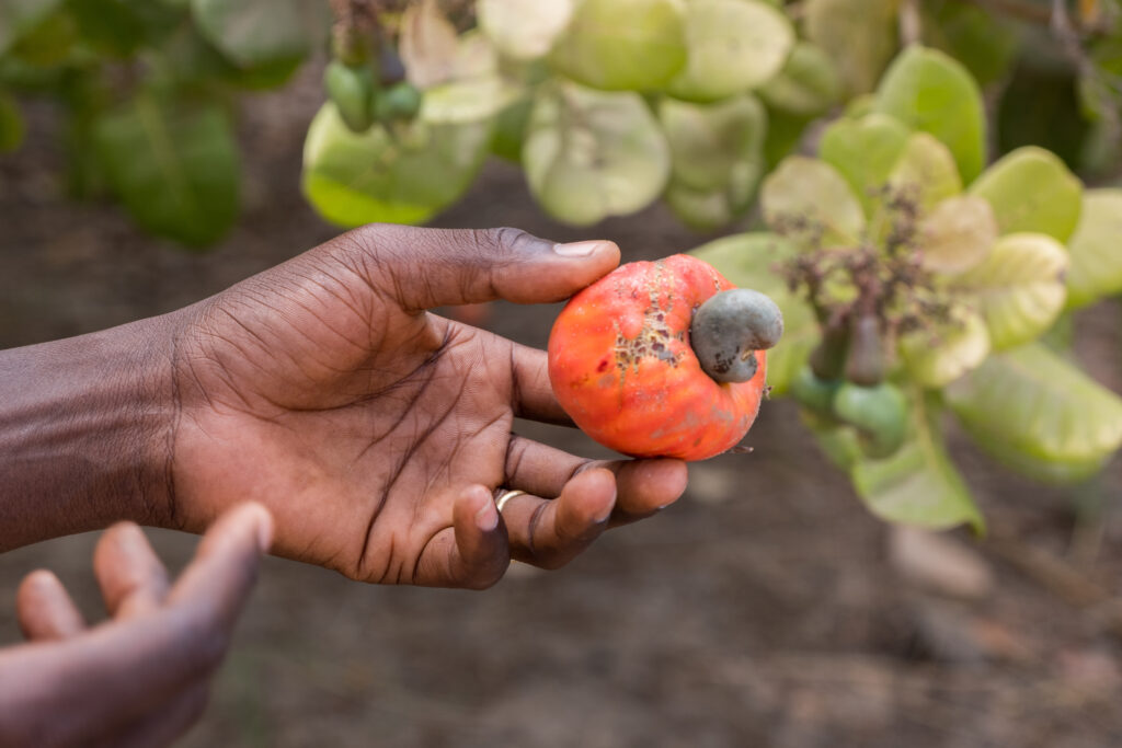 Africa’s lack of food processing capacity is a missed economic opportunity