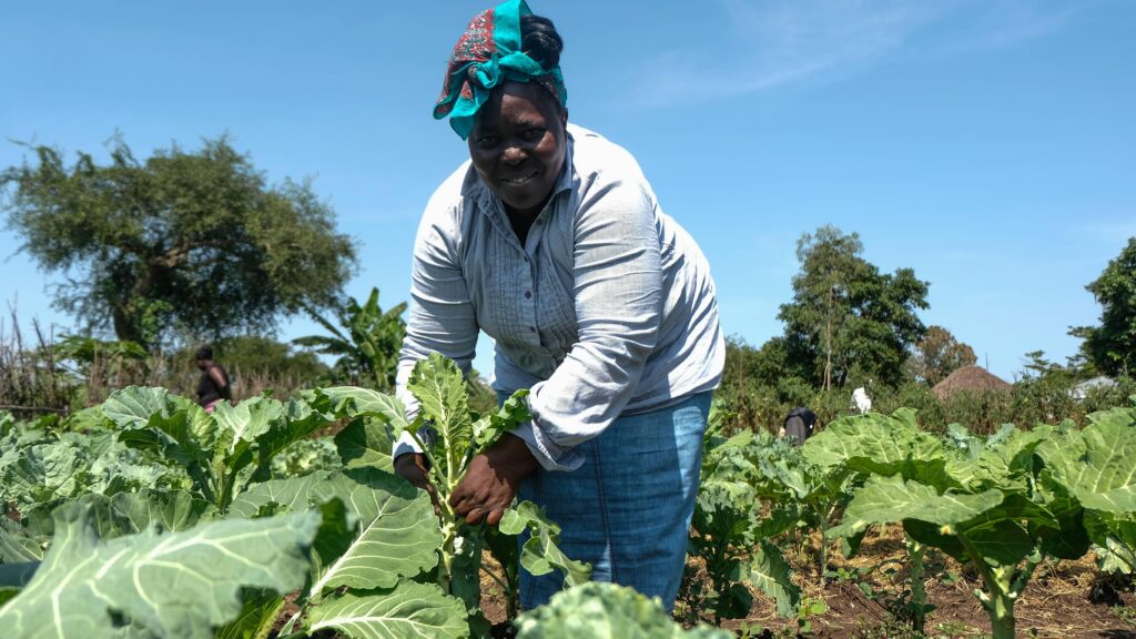 The OCP Group dedicates 4 million tonnes of fertilisers to strengthen food security in Africa.
