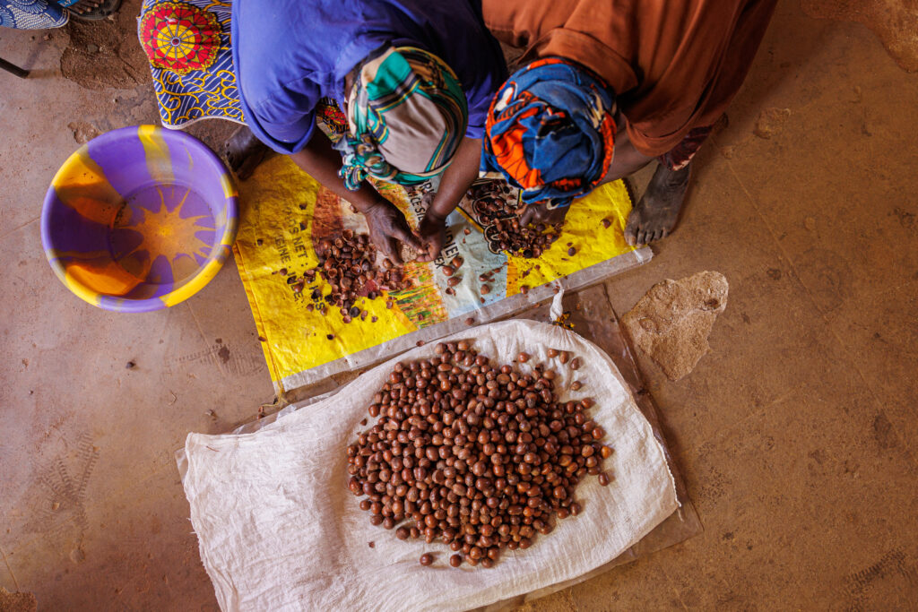 Nigeria wields ban in bid to beautify shea nut industry