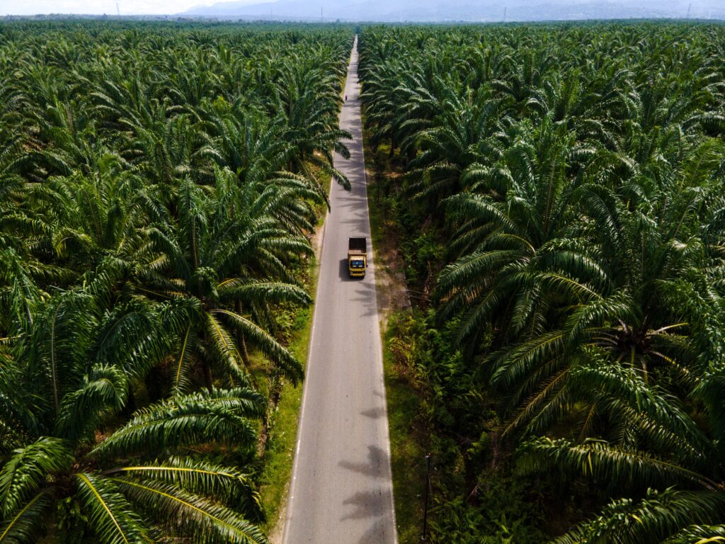 Can Africa avoid Asia’s palm oil pitfalls?