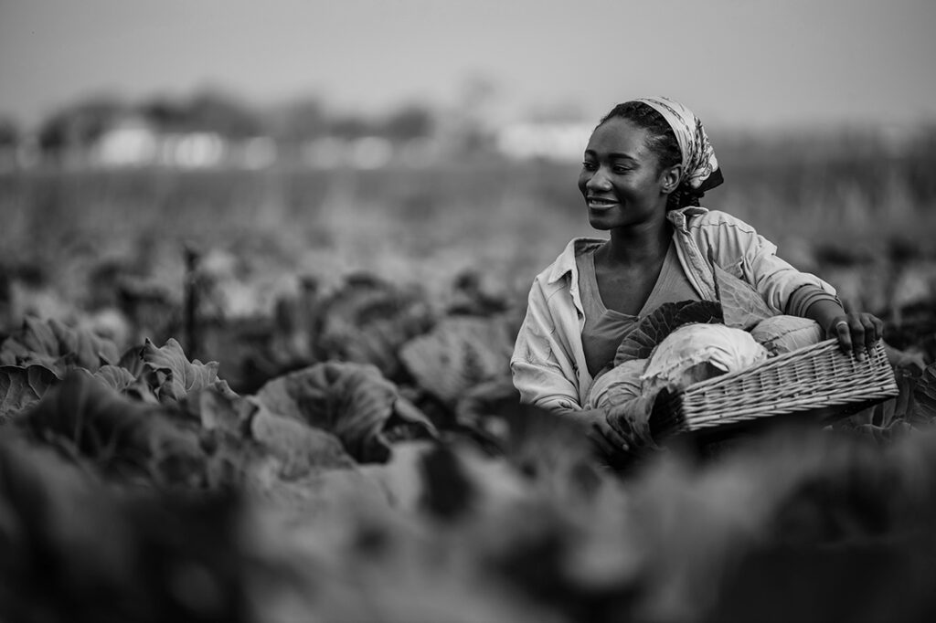 Farmed wrong or framed wrong? Africa’s $20bn food import crisis 
